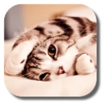 Logo of Lazy Cat android Application 